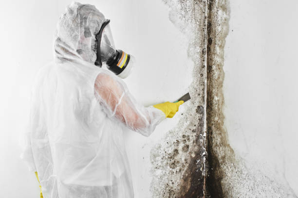 Best Mold Removal Company Near Me  in Seattle, WA