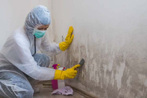 Best Mold Testing  in Seattle, WA