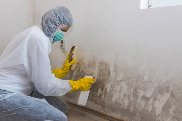 Best Local Mold Removal Service  in Seattle, WA