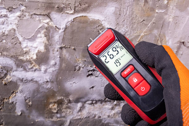 Trusted Seattle, WA Mold Removal Experts