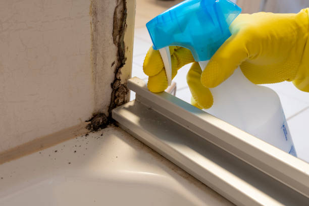 Best Mold Cleaning Services  in Seattle, WA
