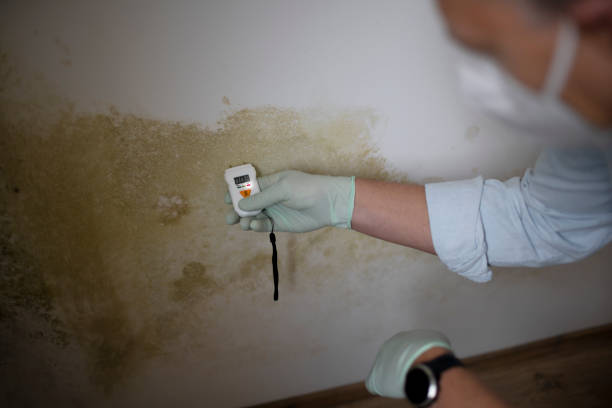 Best Attic Mold Removal  in Seattle, WA