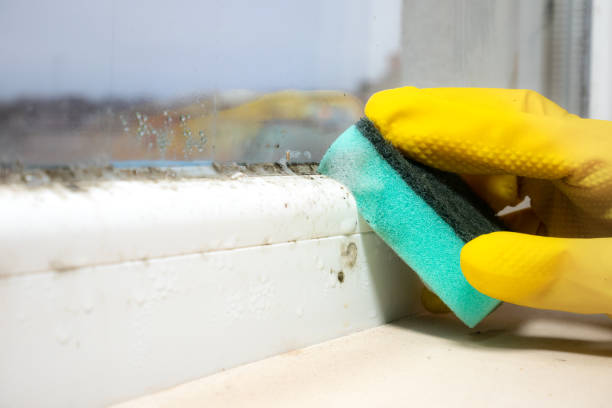 Best Mold Damage Repair  in Seattle, WA