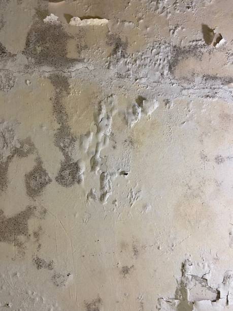 Mold Removal Process in Seattle, WA
