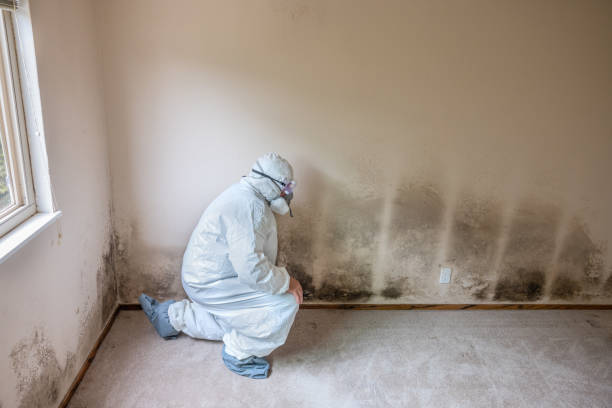Office Mold Removal Services in Seattle, WA