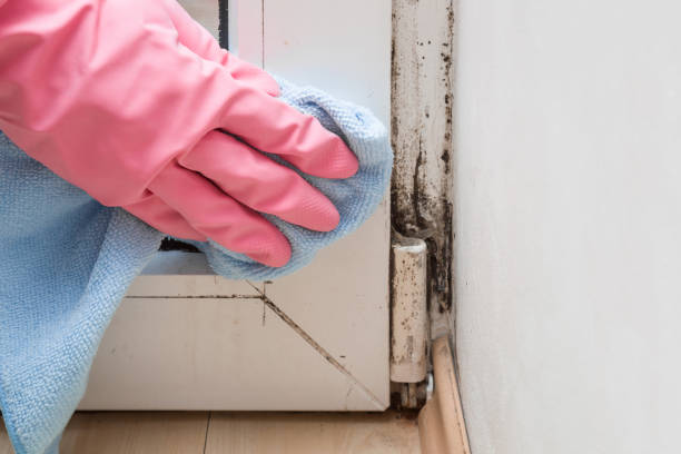 Best Office Mold Removal Services  in Seattle, WA